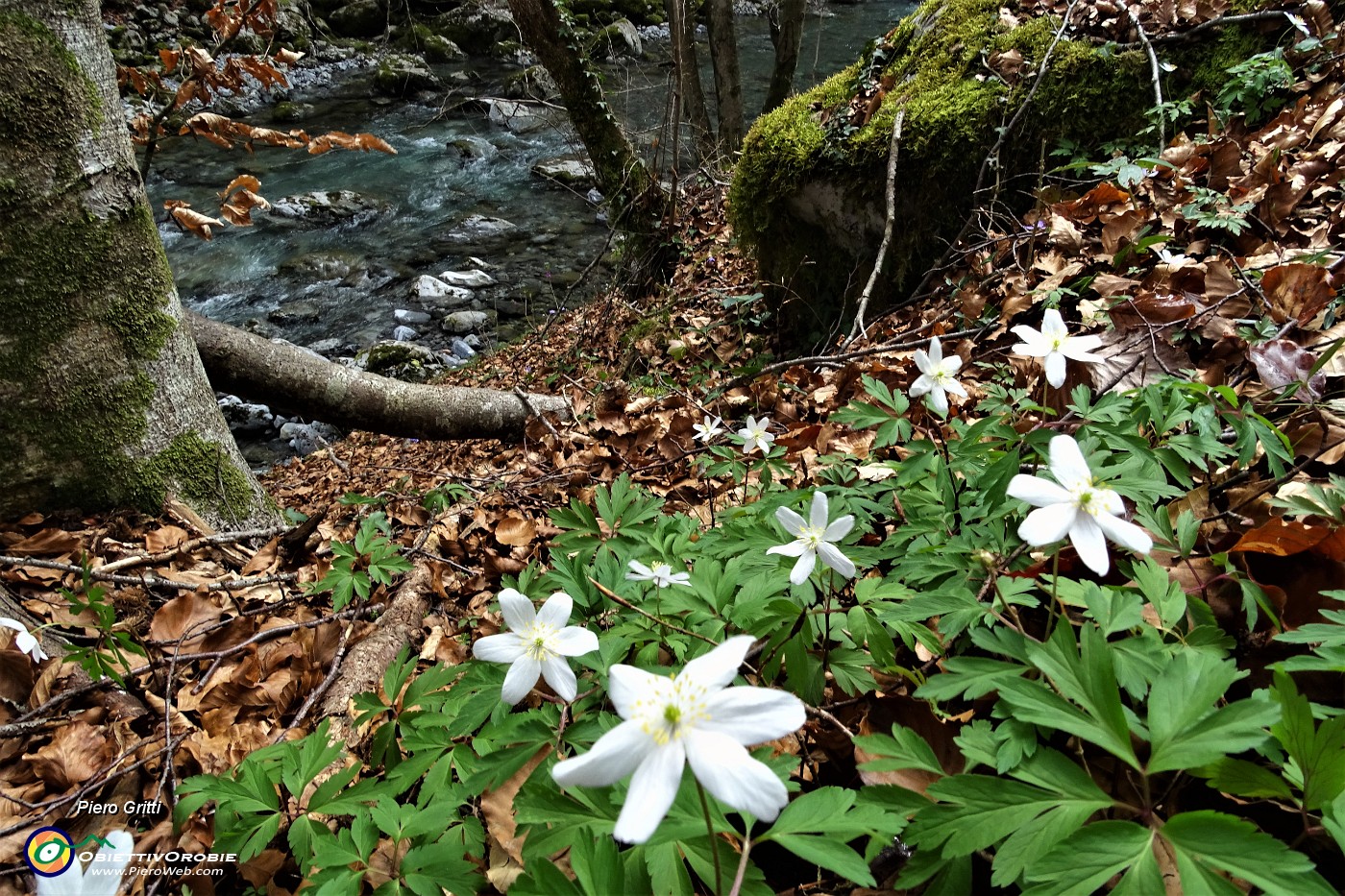 34 Anemone dei boschi (Anemone nemorosa) sul torrente Enna.JPG